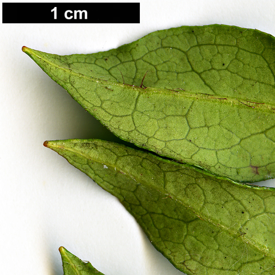 High resolution image: Family: Ericaceae - Genus: Rhododendron - Taxon: tashiroi